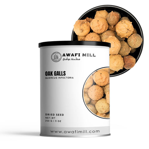 Oak Gall | Gall Wasps