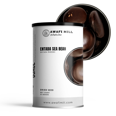 Entada Seeds | Whole Sea Bean | Dream Bean | Entada rheedei