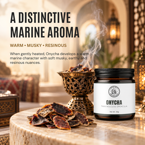 Onycha Operculum | Dhifra Marine Incense Material