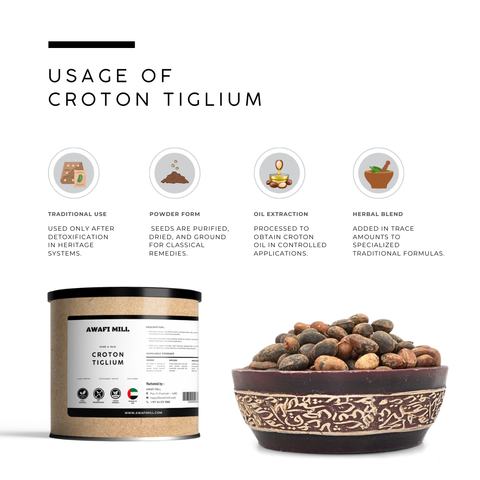 Croton Tiglium Seeds | Jamalghota Seeds