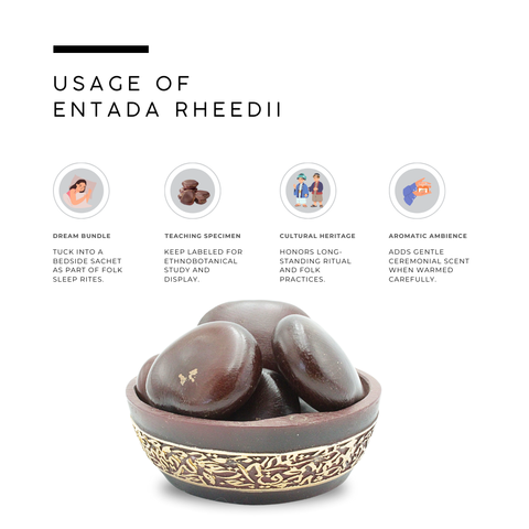 Entada Sea Bean (Snuff Box Sea Bean) – Entada rheedei