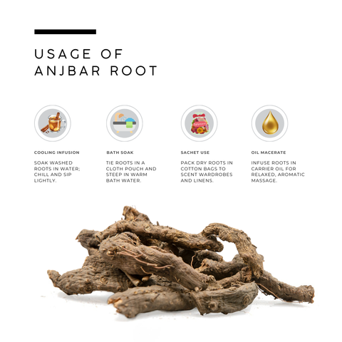 Anjbar Root - Polygonum Viviparum