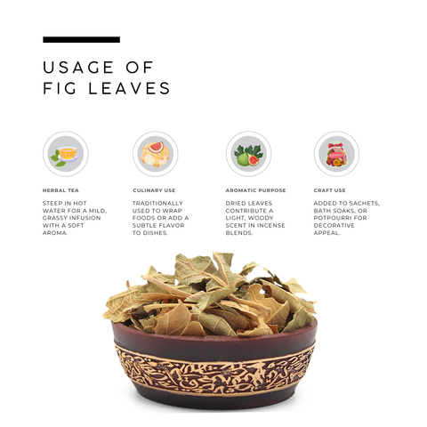 Fig Leaves (Anjeer Leaves) - Ficus Carica