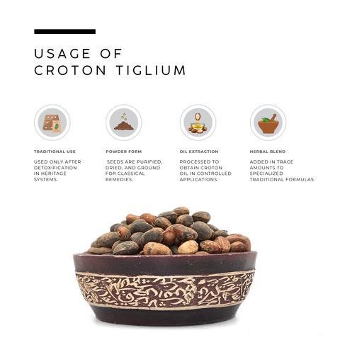 Croton Tiglium Seeds | Jamalghota Seeds