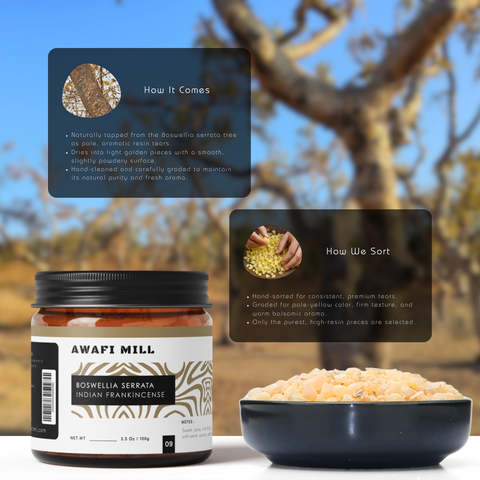 Boswellia Serrata | Indian Frankincense