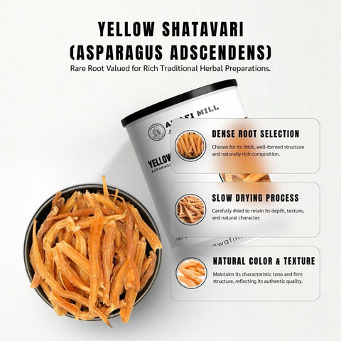 Yellow Shatavari (Pili Satavar) - Asparagus Adscendens
