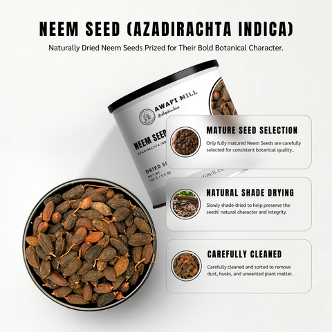 Neem Seeds | Nimba | Nimoli | Azadirachta indica