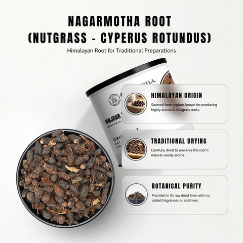 Nagarmotha Root - Cyperus Scrotundus