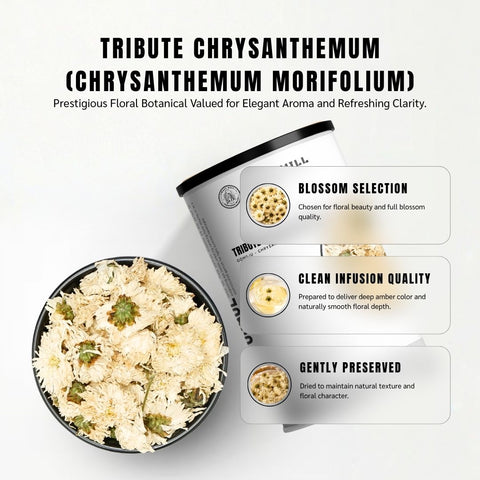 Tribute Chrysanthemum (Gongju) - Chrysanthemum Morifolium