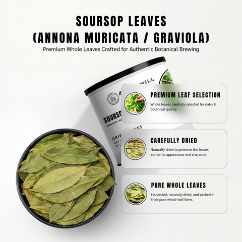 Soursop Leaves | Graviola | Guanabana | Annona muricata