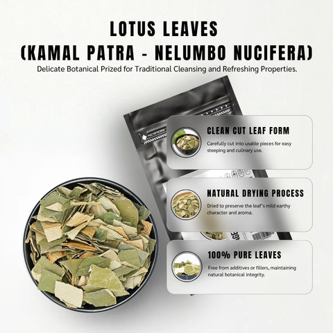 Lotus Leaves (He Ye ) - Nelumbo Nucifera