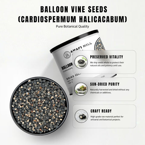 Balloon Vine Seeds (Heartseed) – Cardiospermum halicacabum