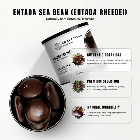 Entada Seeds | Whole Sea Bean | Dream Bean | Entada rheedei