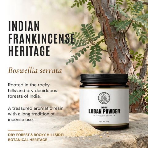 Indian Frankincense Resin Powder | Boswellia serrata | Luban Powder