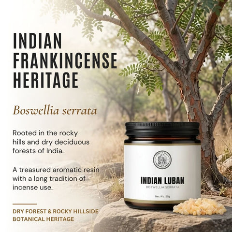 Indian Frankincense Resin |  Salai Guggul |  Boswellia serrata