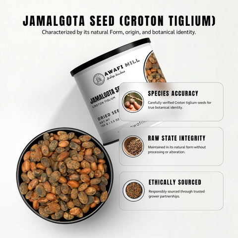 Jamalgota Seeds (Purging Croton) – Croton tiglium L.