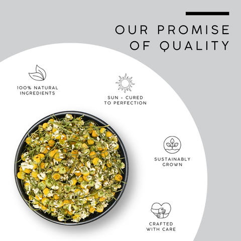 Chamomile Flower | Chamaemelum Nobile