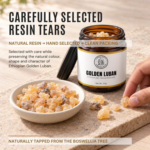 Ethiopian Golden Luban | Boswellia papyrifera Frankincense
