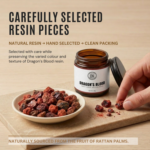 Dragon’s Blood Resin | Jernang | Daemonorops draco
