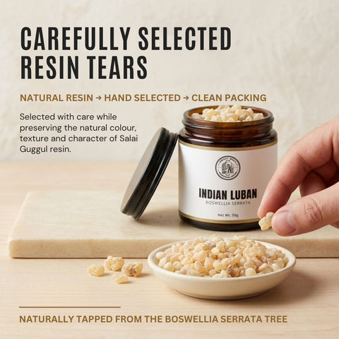 Indian Frankincense Resin |  Salai Guggul |  Boswellia serrata
