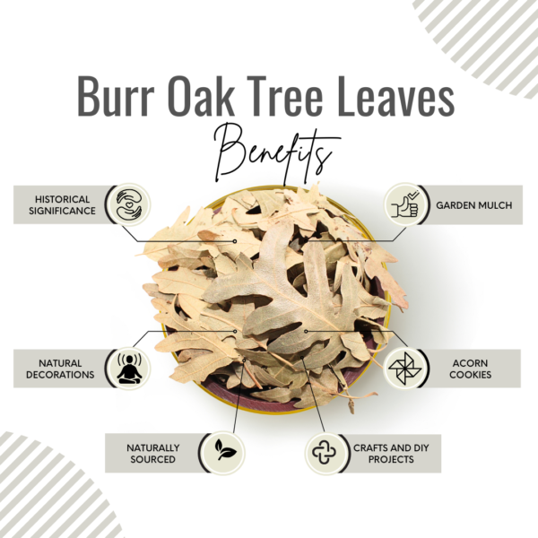 Awafi Mill Burr Oak Tree Leaves Benefits