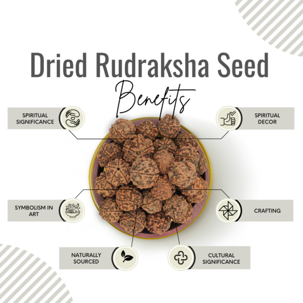 Awafi Mill Dried Rudraksha Seed Benefits