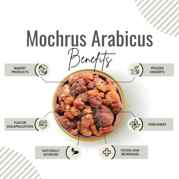 Awafi Mill Mochrus Arabicus Benefits