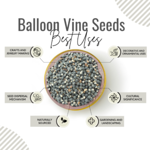 Awafi mill balloon vine dried seeds benefits