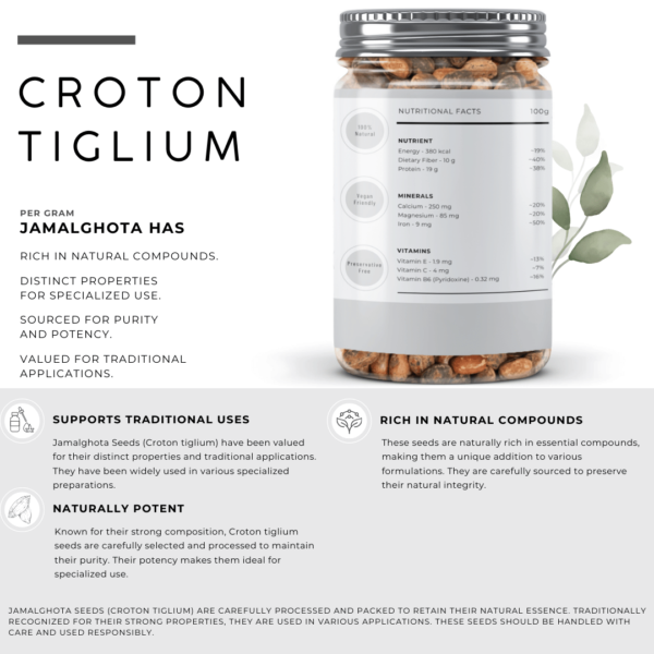 Croton Tiglium Seeds | Jamalghota Seeds - Image 2