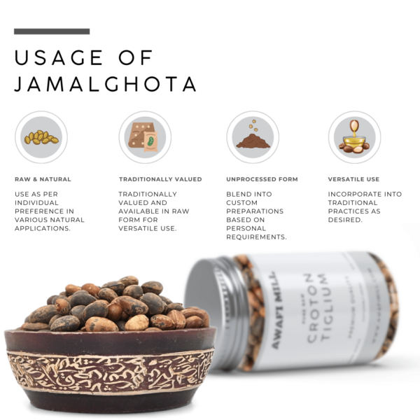 Croton Tiglium Seeds | Jamalghota Seeds - Image 3