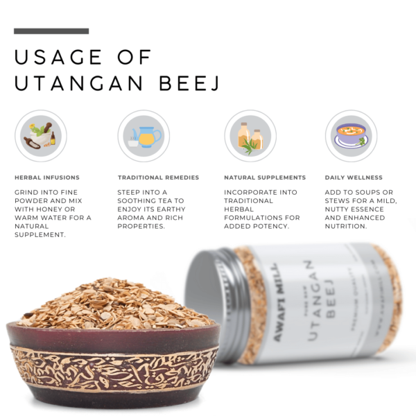 Utangan Beej | Blepharis edulis - Image 3
